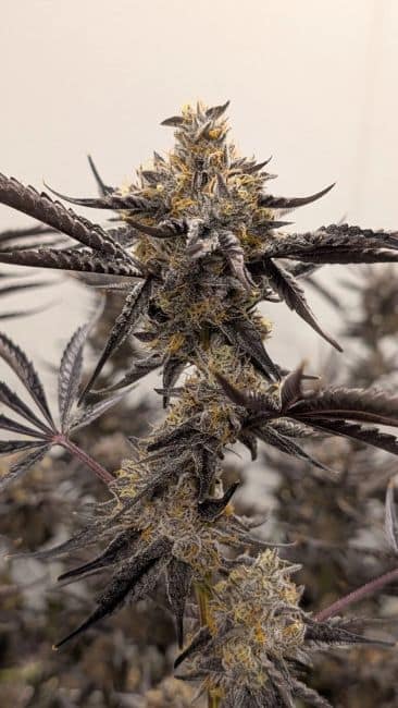 Kakashi Feminized Seeds 4 Umami Seed Co.
