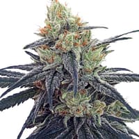 CBD #1 Feminized Seeds 1 CBD #1 feminized seeds by ACE
