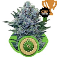 Northern Light Auto Feminized Seeds 1 Northern Lights Auto Feminized Seeds
