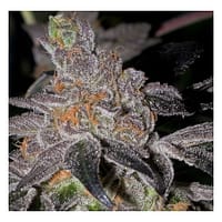 Animal Cookies REGULAR Seeds 1 Animal Cookies BC Bud Depot