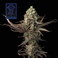 Blue Dream Feminized Seeds 2 Blue Drreams Feminized Seeds is the top strain of LA in 2026