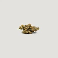Betty Ford Feminized Seeds 1 Betty Ford Feminized Seeds