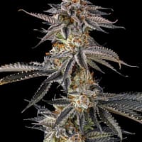JAHrassic Feminized Seeds 1 JAHrassic Feminized Seeds