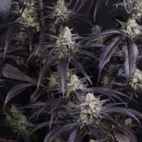 Strawberry Gorilla RF3 Auto Feminized Seeds 2 Strawberry Gorilla RF3 Auto Feminized Seeds