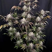 Frost Banger F4 Auto Feminized Seeds 1 Frost Banger F4 Auto Feminized Seeds