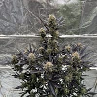 Guava RF3 Auto Feminized Seeds 2 Guava RF3 Auto Feminized Seeds