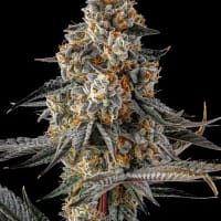 La Llorona Feminized Seeds 3 La Llorona Feminized Seeds