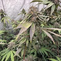 🍪🍦 BISCOTTI GELATO FEMINIZED SEEDS