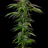 Garlic Budder Auto Feminized Seeds 1 Garlic Budder Auto Feminized Seeds