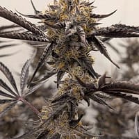 Kakashi Feminized Seeds 2 Umami Seed Co.