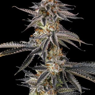 JAHrassic Feminized Seeds