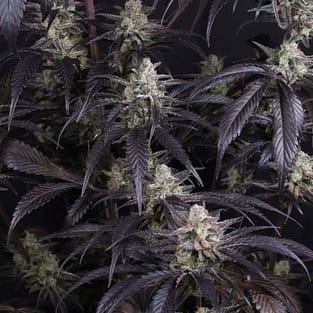 Strawberry Gorilla RF3 Auto Feminized Seeds