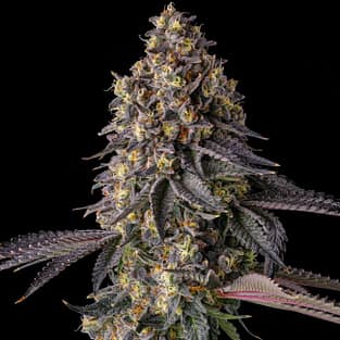 Khumamotoz feminized cannabis seeds by Compound Genetics with dense frosty buds and candy gas terpene profile