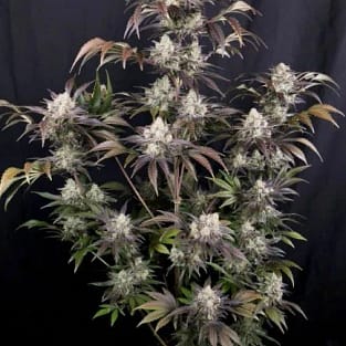 Frost Banger F4 Auto Feminized Seeds