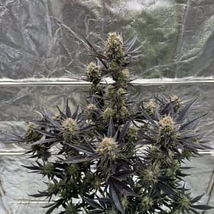 Guava RF3 Auto Feminized Seeds