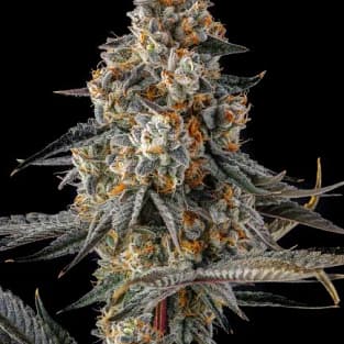 La Llorona Feminized Seeds