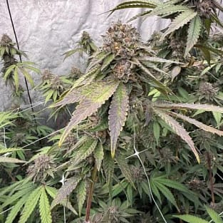 🍪🍦 BISCOTTI GELATO FEMINIZED SEEDS
