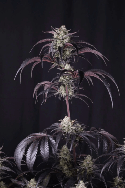 Strawberry Gorilla RF3 Auto Feminized Seeds 7 Strawberry Gorilla RF3 Auto Feminized Seeds - Image 2
