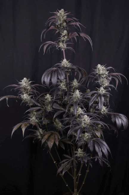 Strawberry Gorilla RF3 Auto Feminized Seeds 8 Strawberry Gorilla RF3 Auto Feminized Seeds - Image 3