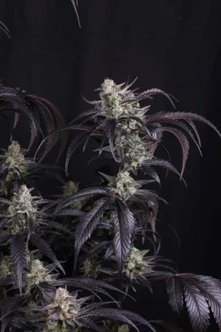 Strawberry Gorilla RF3 Auto Feminized Seeds 9 Strawberry Gorilla RF3 Auto Feminized Seeds