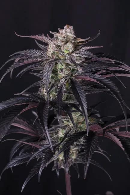 Strawberry Gorilla RF3 Auto Feminized Seeds 10 Strawberry Gorilla RF3 Auto Feminized Seeds - Image 5