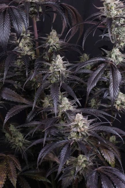 Strawberry Gorilla RF3 Auto Feminized Seeds 6 Strawberry Gorilla RF3 Auto Feminized Seeds