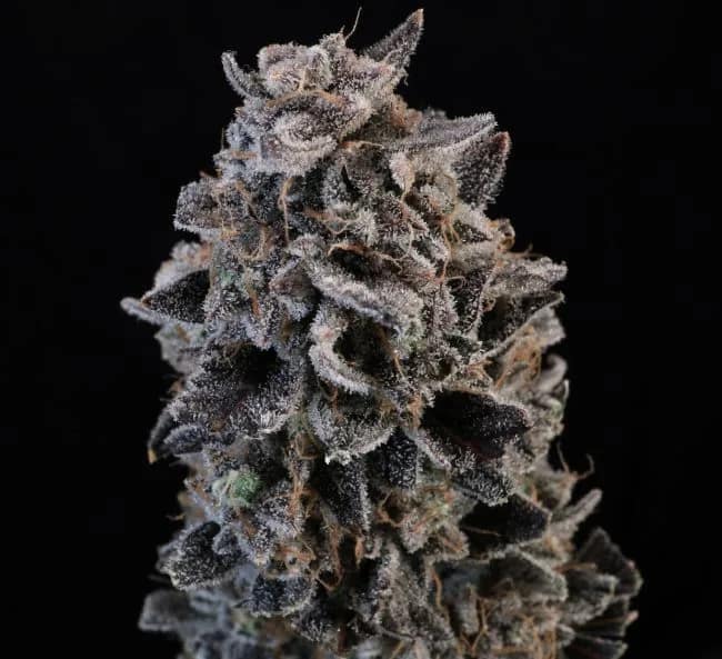 White Widow Auto Feminized Seeds 7 Why Grow White Widow Auto Feminized Seeds kinnabis