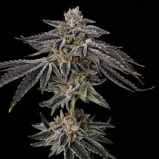 Purple Ink Feminized Seeds
